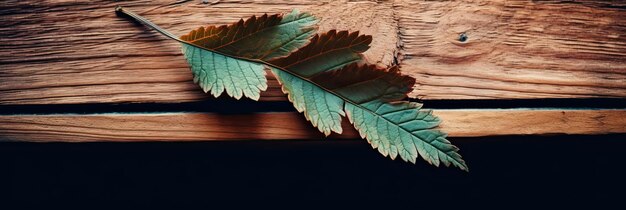 Green leaf on a plant