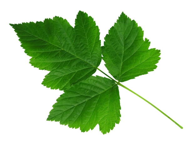 Green leaf of raspberries isolated