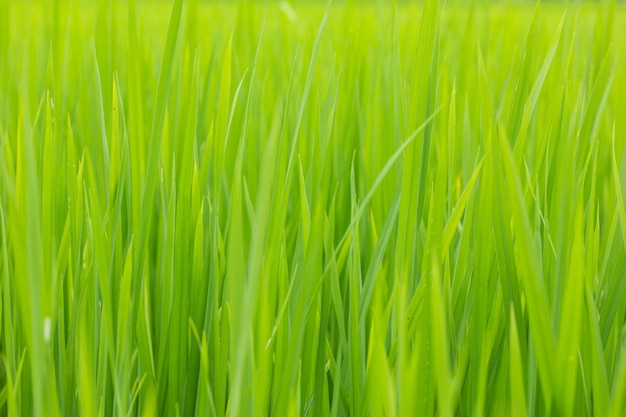 Green leaf rice