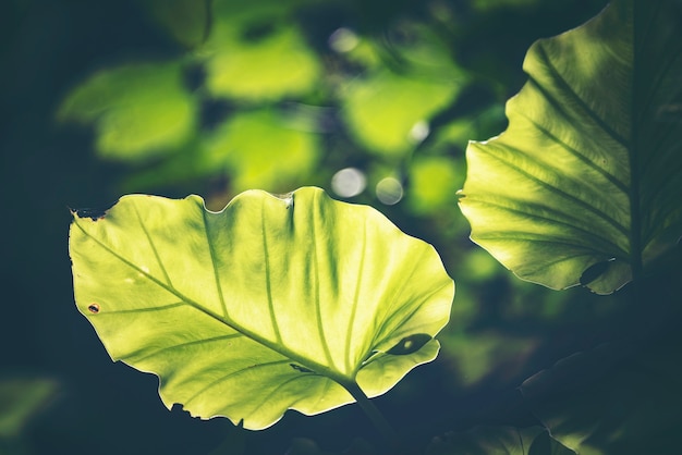 Green leaf, Rim Light