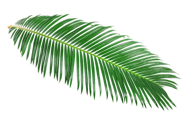 Зеленый лист пальмы саго изолирован на белом