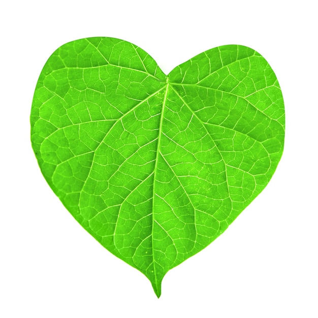 Foto foglia verde a forma di cuore isolato su bianco