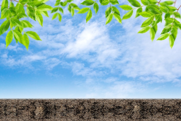 Green leaf on sky with soil background