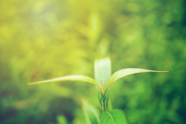 Green leaf soft focus with closeup in nature view on blurred greenery background