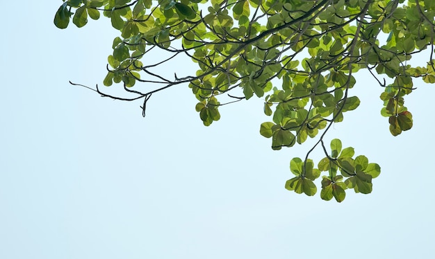 Green leaf spring branch