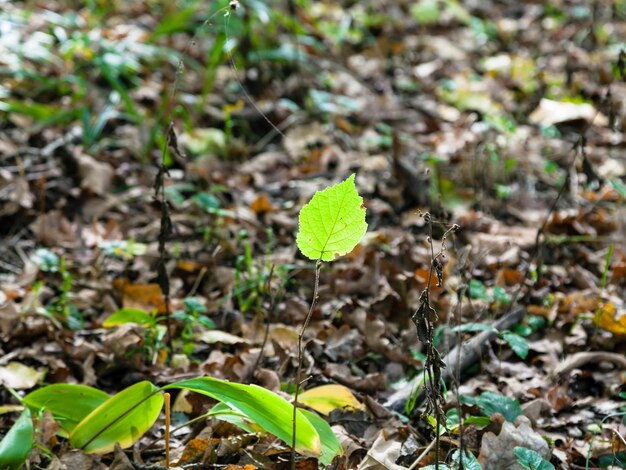 秋の落葉の新芽の緑の葉