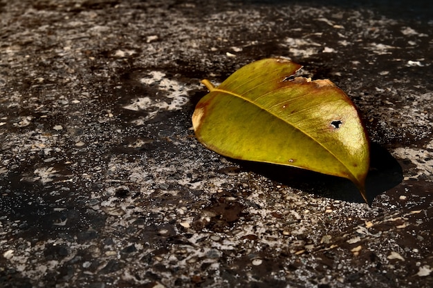 Foto foglia verde e luce solare