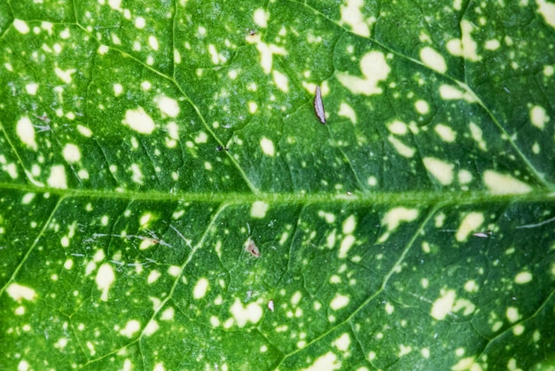 Green leaf surface texture Abstract plant backdrop Natural effect pattern Textured background