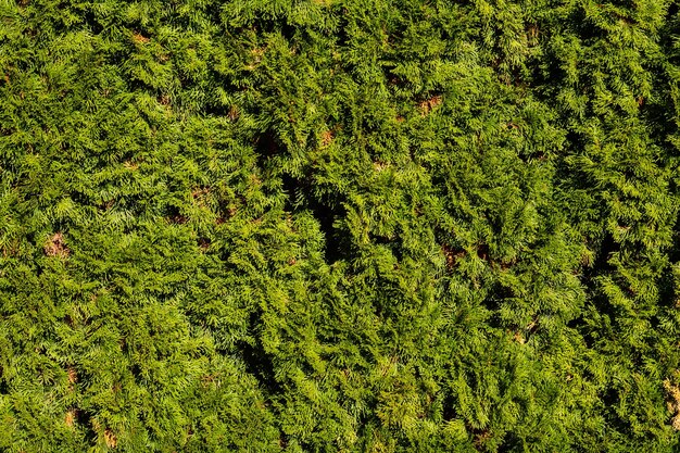 Green leaf surface texture Abstract plant backdrop Natural effect pattern Textured background