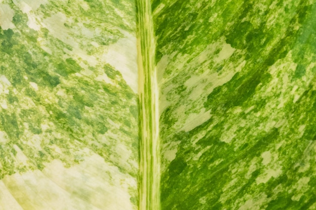 Green leaf texture background in nature