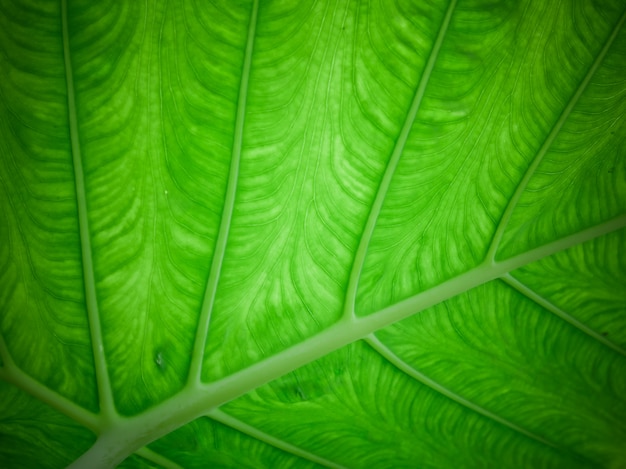 マクロの表示と緑の葉のテクスチャ背景