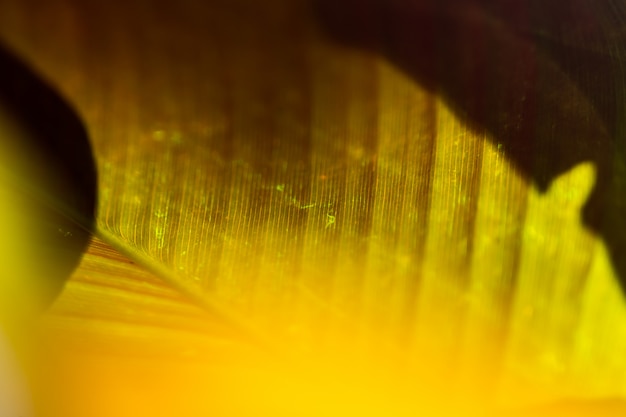 Foto fondo di struttura della foglia verde con luce solare