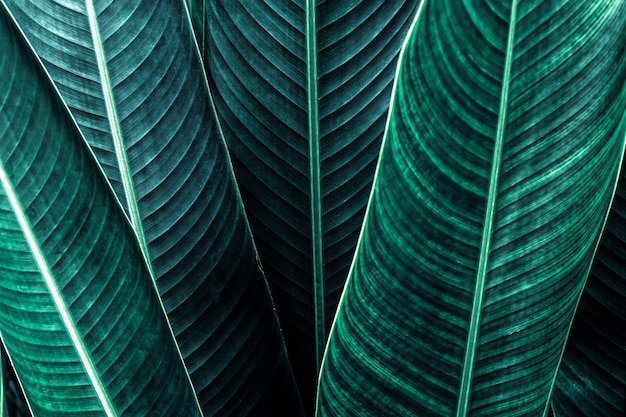 Green leaf texture background