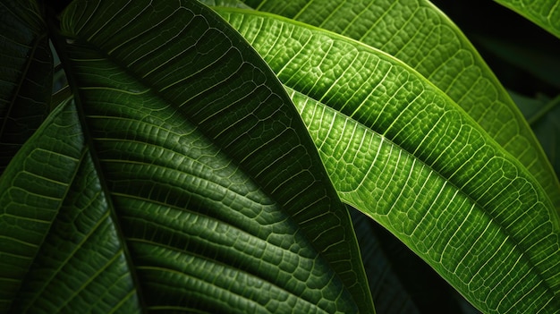 Green leaf texture background