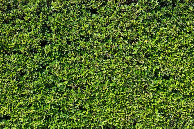 green leaf texture background 