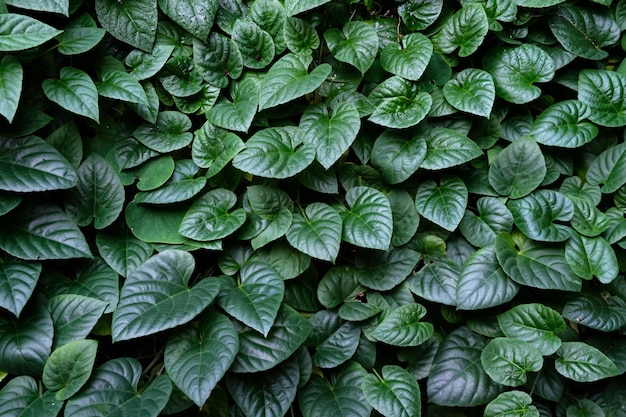 Green leaf texture background