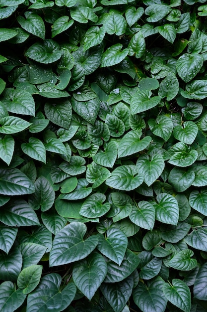 Green leaf texture background
