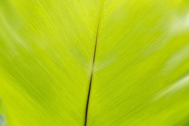 Photo green leaf texture background