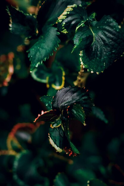 Green leaf texture background