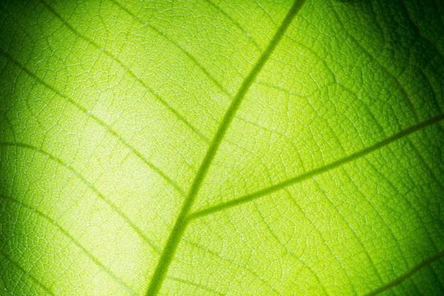 Зеленый лист текстуры крупным планом