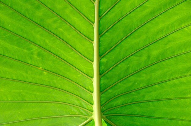 Green leaf texture close up