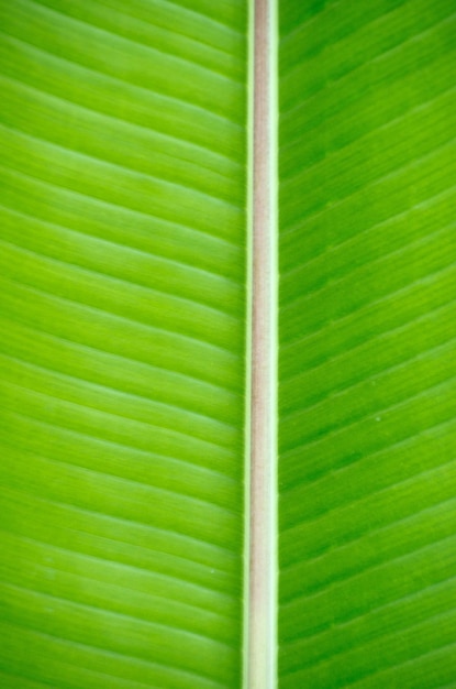 Green leaf texture close up