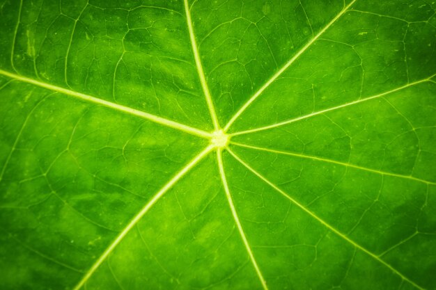 Green Leaf texture closeup nature pattern plant.