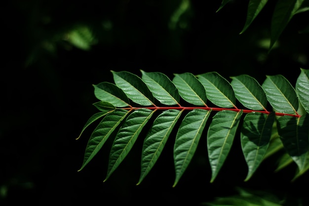 Photo green leaf texture green leaves pattern background natural background and wallpaper