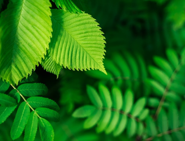 Green leaf texture / leaf texture background / Copy space. Summer concept.