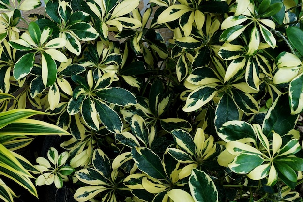 Green leaf texture leaf texture background