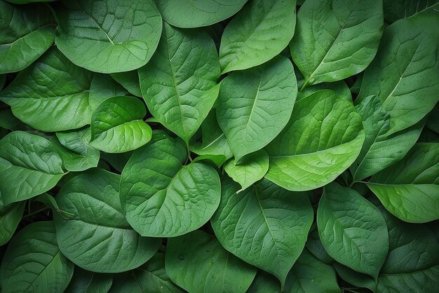 Photo green leaf texture leaf texture background