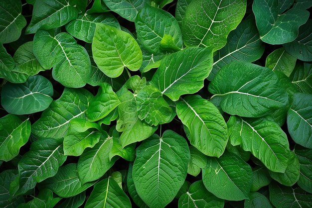 Photo green leaf texture leaf texture background