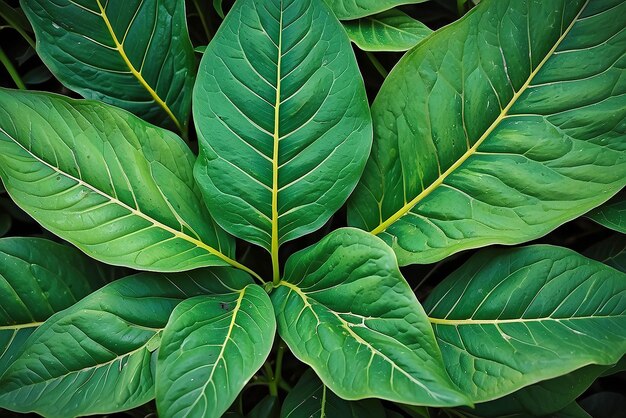 Green leaf texture Leaf texture background