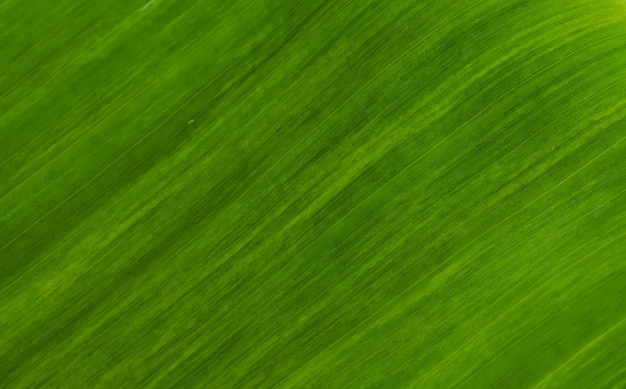 Photo green leaf texture for natural background