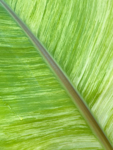 Photo green leaf texture for natural background