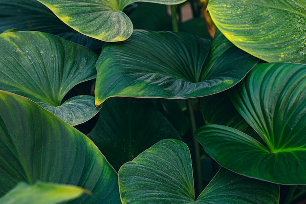 Green leaf texture nature background