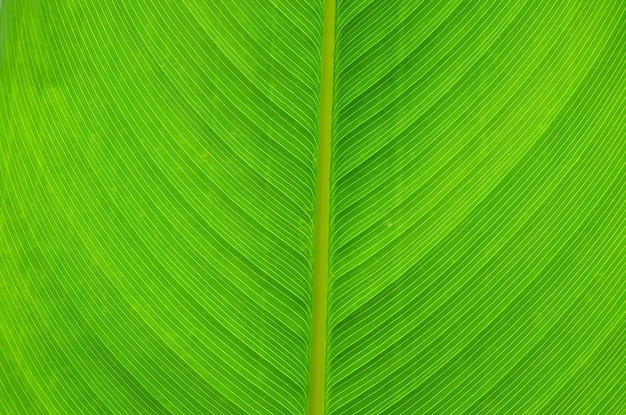 Green leaf texture of a plant close up