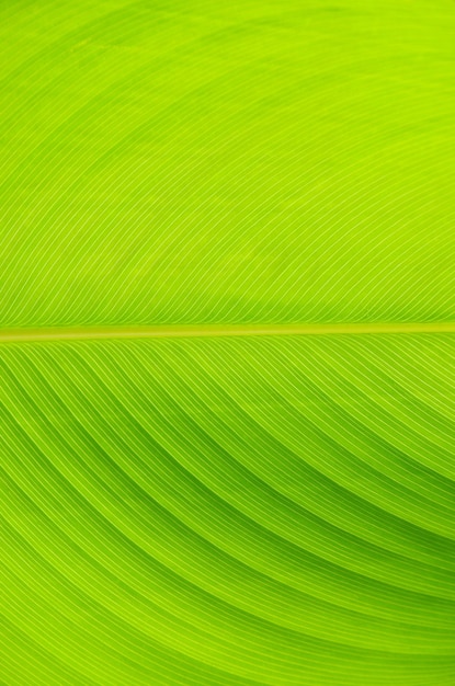 Green leaf texture of a plant close up