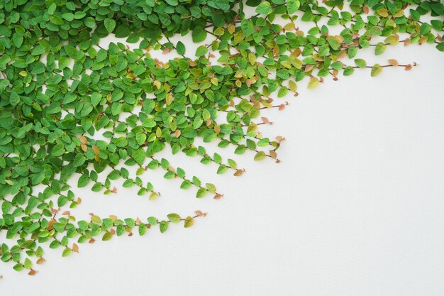 green leaf texture on red brick wall. Coatbuttons, Mexican daisy