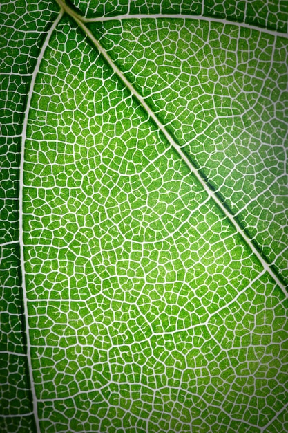 Green leaf texture use as background