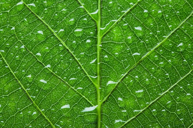 Green leaf texture with droplets