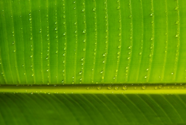 Green leaf texture with drops of water 