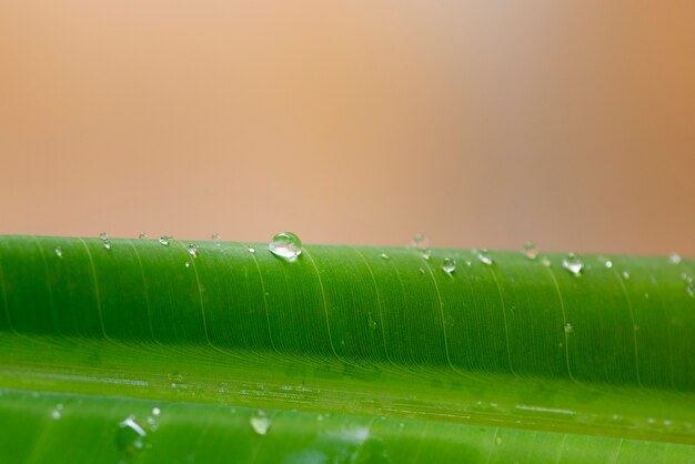 Green leaf texture with drops of water 