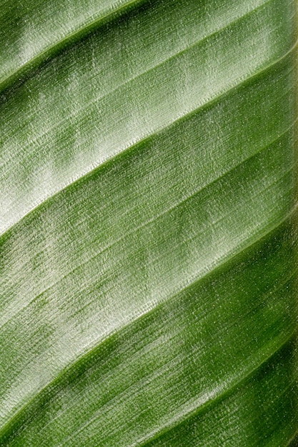 Фото Текстура зеленого листа с линиями естественного фона