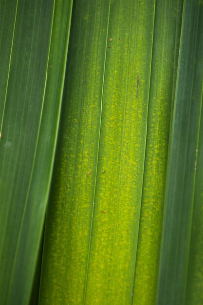 Green Leaf Texture