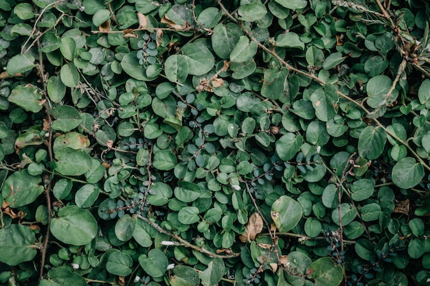 Green leaf texture