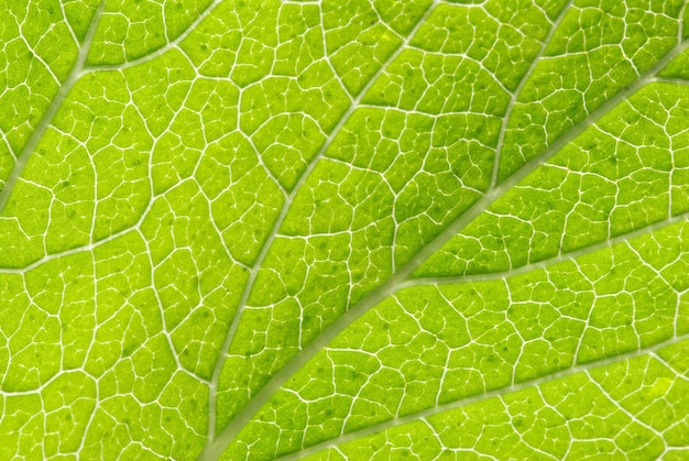 Green leaf texture