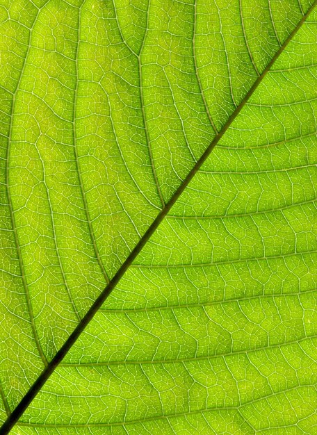 Green leaf texture