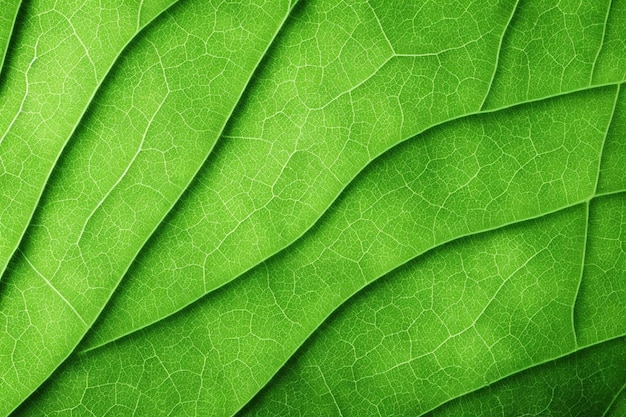 Green Leaf Texture