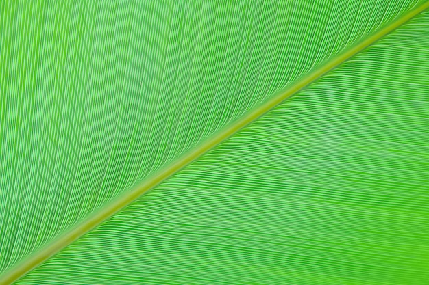 Photo green leaf texture